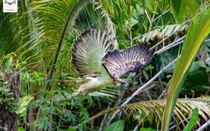 <p><strong>FREE</strong>. Philippine Eagle Uswag flies free in the forest of Kagbana village in Burauen, Leyte during their release into the wild on June 28, 2024. The Department of Environment and Natural Resources on Tuesday (July 16) said the released pair of Philippine Eagles in the forest of Burauen, Leyte, are closely monitored to ensure their survival and protection. <em>(Photo courtesy of Philippine Eagle Foundation)</em></p>