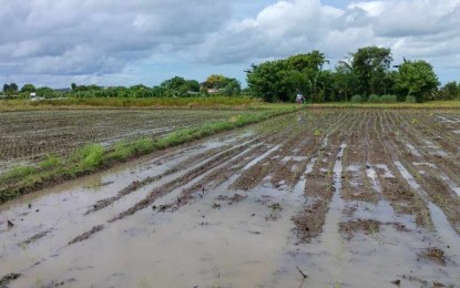 <p><strong>CROPPING SEASON.</strong> Farm preparation begins in some parts of Iloilo with the onset of the rainy season in this undated photo. The Department of Agriculture has allocated hybrid and inbred seeds for more than 51.6 hectares of rice farms in Iloilo. <em>(Photo courtesy of Department of Agriculture - Western Visayas FB page)</em></p>