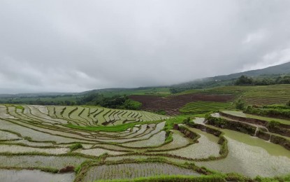 <p><strong>CONTOUR FARMING.</strong> Rice farms in Canlaon City, Negros Oriental are being promoted as tourist attractions in the countryside. Business owners and civic leaders are hopeful that the current administration will follow through with its commitment to pour in development projects to spur progress in the rural areas<em>. (PNA photo by Mary Judaline F. Partlow)</em></p>