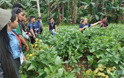 <p><strong>FIELD STUDY.</strong> Workers of the Department of Agriculture in the Caraga Region start the 15-month study on the Corn-Corn-Soybean Cropping System in Barangay Azpetia, Prosperidad town, Agusan del Sur, on Tuesday (July 23, 2024). The study will determine the enhancement of soil nutrients, specifically nitrogen, through soybeans and help increase yields for corn farmers in the area. <em>(Photo courtesy of DA-13)</em></p>