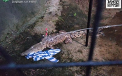 <p><strong>RESCUED CROCODILE.</strong> The saltwater crocodile (Crocodylus porous) captured in Barangay Balabag in Boracay Island on July 25, 2024. The Department of Tourism Western Visayas, in a statement on Monday (July 29), assured that Boracay remains a safe destination for tourists. <em>(Photo courtesy of DENR 6)</em></p>