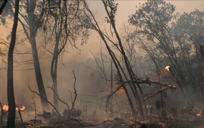 <p>Park Fire: Wildfire in Chico of California <em>(Photo by Anadolu)</em></p>