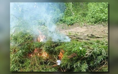 <p><strong>DESTROYED.</strong> Police officers in Balamban, Cebu destroy PHP1.2 million worth of marijuana plants during a raid at a plantation in the town's Barangay Bayong on Tuesday (July 30, 2024). The PDEG on Wednesday (July 31) reported the confiscation of nearly PHP1 million worth of marijuana in operations in the province of Cavite and Las Piñas City on the same day. <em>(Photo courtesy of PNP Drug Enforcement Group)</em></p>