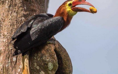 <p><strong>BIRD COUNTING.</strong> A dulungan or Rufuos-headed Hornbill sighted in Antique province in this undated photo. Office of the Provincial Environment and Natural Resources Officer Vivian Marfil said in an interview Monday (July 31, 2024) that they will conduct an inventory in August to mark the Dulungan Month Celebration. (<em>Photo courtesy of David G. Quimpo/Haribon Foundation)</em></p>