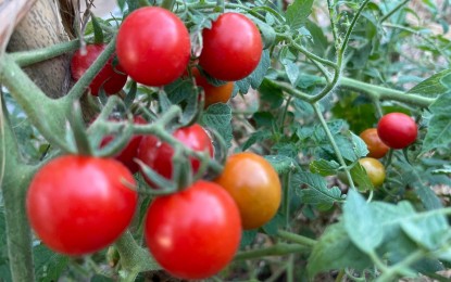 <div dir="auto">
<div dir="auto"> </div>
<div dir="auto"><strong>LONGER LIFE</strong>. Tomato is among the high-value crops of Ilocos Norte. More farmers are expected to plant tomatoes this year with the opening of a cold storage plant in Sarrat, Ilocos Norte. <em>(Photo by Leilanie G. Adriano)</em></div>
</div>
<div dir="auto"><em> </em></div>
<p> </p>