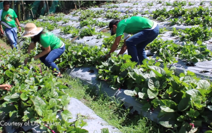 <p><strong>HAPAG SA BARANGAY.</strong> Some 3,045 villages in Western Visayas have established the government’s HAPAG (Halina’t Magtanim ng Prutas at Gulay) sa Barangay Project (like in photo) as of February this year. DILG Regional Director Juan Jovian Ingeniero on Thursday (Aug. 1, 2024) said the project aims to strengthen the capacities of barangays towards sustainable agriculture. <em>(Screengrab from DILG6 video)</em></p>