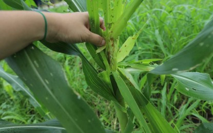 <p><strong>ARMYWORM DAMAGE.</strong> Infestation of armyworm on a corn plant in southern Negros in July. As of July 30, 2024, damage due to infestation to cornfields in 11 local government units in Negros Occidental reached PHP37.32 million, according to the latest data of the Office of the Provincial Agriculturist. <em>(Photo from UPLB-National Crop Protection Center Facebook)</em></p>
<p><span class="x4k7w5x x1h91t0o x1h9r5lt x1jfb8zj xv2umb2 x1beo9mf xaigb6o x12ejxvf x3igimt xarpa2k xedcshv x1lytzrv x1t2pt76 x7ja8zs x1qrby5j"><span class="x193iq5w xeuugli x13faqbe x1vvkbs x1xmvt09 x1lliihq x1s928wv xhkezso x1gmr53x x1cpjm7i x1fgarty x1943h6x xudqn12 x3x7a5m x6prxxf xvq8zen xo1l8bm xzsf02u" dir="auto"> </span></span></p>