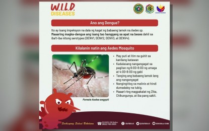 DOH notes 40% rise of dengue cases in Bicol