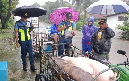 <p style="text-align: left;"><strong>CHECKPOINT</strong>. Police officers check the documents of the swine being transported in Balaoan town, La Union in this undated photo. The Office of the Provincial Veterinarian of  La Union on Friday (Oct. 11, 2024) said pork products in local markets are safe and supply is sufficient despite the presence of  African swine fever in some localities.<em>  (Photo courtesy of Balaoan Police Station)</em></p>