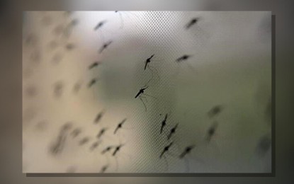 <p><strong>OUTBREAK</strong>. The mosquito-borne West Nile virus has claimed the lives of two women in Spain’s Seville province. On Monday (Aug. 5, 2024) hundreds of residents who live on the banks of the Guadalquivir River in the province gathered to protest alleged government inaction on the outbreak of the deadly viral infection. <em>(Anadolu)</em></p>