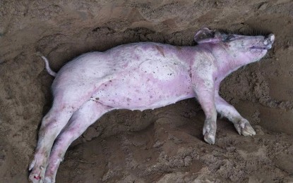 <p><strong>BURIED</strong>. A dead pig was buried on the ground in this undated photo. An investigation is ongoing to determine if the pig’s death was due to African swine fever.<em> (Photo by Arshane Ann Adriano)</em></p>