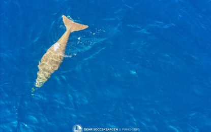 <p><strong>SIGHTING.</strong> A dugong was spotted in Sarangani Bay last month, according to the Department of Environment and Natural Resources on Wednesday (Aug. 8, 2024).  The agency said it was the first dugong sighting in the province. <em>(Photo courtesy of DENR Soccskargen)</em></p>