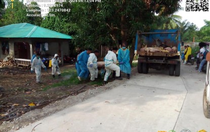 <p><strong>STAMPING OUT.</strong> A multiple-agency team carries a hog from a residence in Barangay West Balabag in Valencia, Negros Oriental on Thursday (Aug. 8, 2024) during culling activities to stop the spread of African swine fever (ASF). A total of 192 hogs were culled in that barangay following the ASF outbreak. <em>(Photo courtesy of the Provincial Veterinary Office)</em></p>