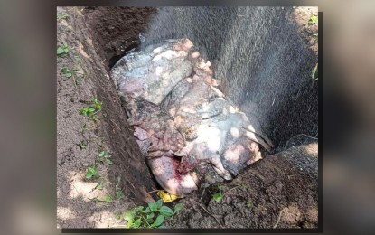 <p><strong>CONDEMNED.</strong> African swine fever (ASF)-infected hogs are condemned in Lobo, Batangas in this undated photo. Agriculture Secretary Francisco Tiu Laurel Jr. on Monday (Aug. 12, 2024) said there is no need to declare a national state of emergency considering the localized scale of ASF outbreak in some parts of the country. <em>(Photo courtesy of AGAP Partylist Rep. Nicanor Briones)</em></p>