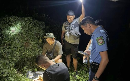 <p><strong>INVENTORY.</strong> Police operatives document the 8,000 fully grown suspected marijuana plants that were uprooted Sunday evening (Aug. 11, 2024) in Barangay Manduao, Bayawan City, Negros Oriental. The cannabis plants, valued at PHP 1.6 million, were destroyed on-site.<em> (Photo courtesy of the Negros Oriental Police Provincial Office)</em></p>