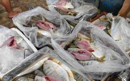 <p><strong>ILLEGAL CATCH</strong>. The 180 kg. of illegally caught golden trevally, locally known as “badlon,” worth about PHP50,000, intercepted by authorities at the Food Terminal Market of Negros Occidental in Bacolod City on Sunday afternoon (Aug. 11, 2024). The abandoned fish were caught using dynamite, according to a report from the Bureau of Fisheries and Aquatic Resources<em>. (Photo courtesy of PCG-Northern Negros Occidental)</em></p>