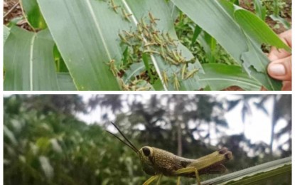 <p> <br /><strong>INFESTATION.</strong> Locust infestation has affected sugarcane and corn fields in Negros Oriental province in recent weeks. Agriculture technicians are undertaking containment measures, such as insecticide spraying and biocontrol agents, to prevent the spread of infestation. <em>(Photo courtesy of DA-PATCO)</em></p>