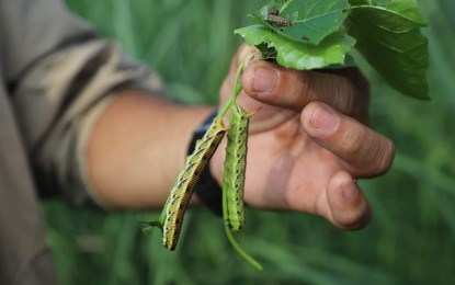 <p><strong>INFESTED.</strong> Armyworms were found by crop protection experts on a farm in southern Negros last month. As of Aug. 14, 2024, damage to cornfields in 18 local government units in Negros Occidental totaled PHP50.238 million, a report of the Office of the Provincial Agriculturist showed. <em>(Photo from UPLB-National Crop Protection Center Facebook)</em></p>