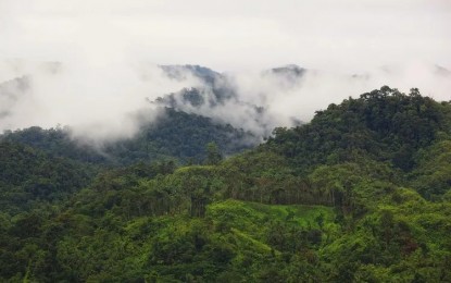 <p><strong>FOREST PROTECTION</strong>. A forest cover in Samar Island. The Department of Environment and Natural Resources (DENR) in Eastern Visayas has reactivated a regional task force to lead in the fight against deforestation and protect the region’s vital forests and wildlife species<em>. (Photo courtesy of shellwanders.com)</em></p>