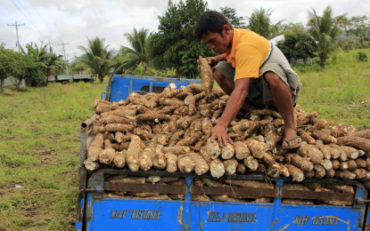 <p><strong>GROWING.</strong> San Miguel Foods records a steady growth in cassava yield in the first half of 2024, through its regenerative agriculture program.  San Miguel Corporation (SMC) Chairman and CEO Ramon Ang said Thursday (Aug. 15, 2024) that the company recorded an increase of 44 percent in cassava yield. <em> (Photo grabbed from Department of Agriculture Philippine Rural Development Project website)</em></p>