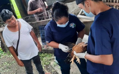 Antique vet collects blood samples for bird flu test