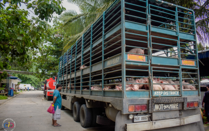 <p><strong>ZERO ASF.</strong> Hogs ready for distribution to livestock farmers in Iligan City on July 28, 2022, under the swine sentinel program of the Department of Agriculture. Since then, the city has been free of African swine fever cases. <em>(File photo courtesy of Iligan CIO)</em></p>