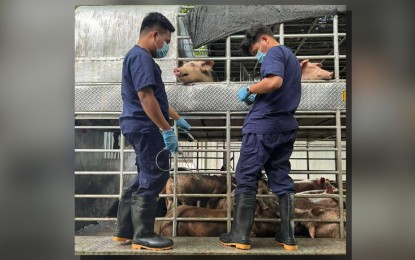 <p><strong>SEIZED HOGS</strong>. Personnel of the Bureau of Animal Industry seize 60 hogs at the Tandang Sora checkpoint in Quezon City after its transporters failed to present valid documents on Aug. 15, 2024. Agri Party-list Rep. Wilbert T. Lee on Thursday (Aug. 22) urged the Department of Agriculture to establish more biosecurity and surveillance checkpoints along major roads and seaports to curb the spread of African swine fever in the country. <em>(Photo courtesy of Department of Agriculture)</em></p>