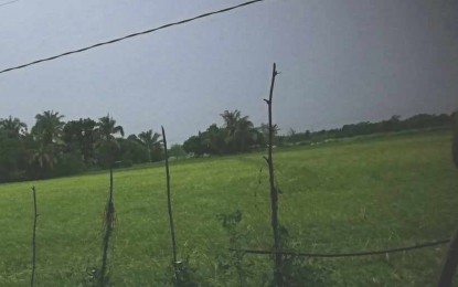 <p><strong>EARLY HARVEST</strong>.  Palay crops in San Jose de Buenavista are in their reproductive stage in this photo taken on Monday (August 19, 2024).  Office of the Provincial Agriculturist (OPA) assistant department head Dr. Gina Jordan said farmers who harvest early get higher buying price offers from traders.  <em>(PNA photo by Annabel Consuelo J. Petinglay)</em></p>