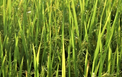 <p><strong>RICE PRODUCTION.</strong> An undated photo of a rice farm in southern Negros. In 2023, Negros Occidental recorded the highest rice yield at 4.01 metric tons per hectare in Western Visayas to remain the second top-performing rice producer in the region. <em>(File photo courtesy of Negros Occidental-PIO)</em></p>