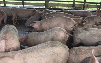 <p><strong>ASF MONITORING</strong>. The Department of Agriculture (DA) in Bicol calls on the local government units (LGUs) to strengthen the implementation of the “Bantay ASF (African swine fever) sa Barangay” (BABay ASF) program to prevent and contain the reported increasing cases in the region. The agency said on Wednesday (Aug. 21, 2024) that ASF cases were recorded in 12 municipalities in Camarines Sur, Catanduanes and Masbate<em>. (Photo courtesy of DA-Bicol)</em></p>