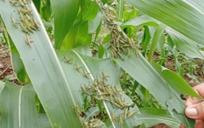 <p><strong>ARMYWORMS ATTACK.</strong> The fall armyworms infestation in Negros Oriental province has spread to 22 towns and cities already, reports said on Wednesday (Aug. 21, 2024). Agriculture technicians continue to scramble to save whatever is salvageable from the cornfields destroyed by the armyworm. <em>(PNA file photo courtesy of DA-PATCO)</em></p>