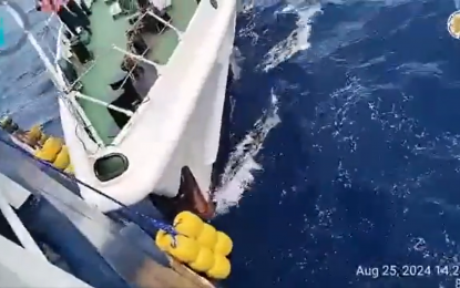 <p><strong>HARASSMENT.</strong> A China Coast Guard (CCG) ship rams and deploys water cannons against the BRP Datu Sanday of the Bureau of Fisheries and Aquatic Resources (BFAR) on Aug. 25, 2024. Senate President Pro Tempore Jinggoy Estrada on Wednesday (Oct. 9) said the CCG should be held accountable for its unprovoked attacks against BFAR vessels in the West Philippine Sea. <em>(Screengrab from PCG Spokesperson Jay Tarriela X post)</em></p>