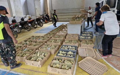 <p><strong>CHICKS FOR HOG FARMERS.</strong> Hog farmers check on White Leghorn chicks donated by Universal Feed Mill Corp. to them amid the resurgence of African swine fever (ASF) in Cebu City upland villages. The city’s Department of Veterinary Medicine and Fisheries head, Alice Utlang, on Thursday (Aug. 29, 2024) said the chicks would help cushion the impact of the ASF on the livelihood of the hog farmers. <em>(Photo courtesy of Dr. Alice Utlang)</em></p>