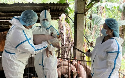 <p><strong>DEVELOPED ANTIBODIES.</strong> The Department of Agriculture-Bureau of Animal Industry rolls out the first historic government-controlled vaccination against African swine fever in Lobo, Batangas on Aug. 30, 2024. The DA reported the development of at least 40 percent antibodies in 18 hogs after 14 days since the vaccination. <em>(Photo courtesy of PTV)</em></p>