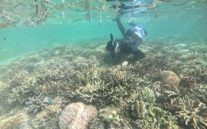 <p><strong>MARINE CARE.</strong> Main caretaker Hereliza “Yhen” Osorio checks on the giant clams in a portion of GC Ville or the Giant Clam Village in Cadiz City, Negros Occidental in this photo taken late last year. The 9.7-hectare mollusks habitat adjacent to the famous Lakawon Island Resort highlights the marine conservation initiatives of the northern Negros city. <em>(Photo courtesy of OCAG-Cadiz City)</em></p>