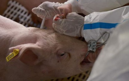 DA: Vaccinated hogs develop higher antibody vs. ASF