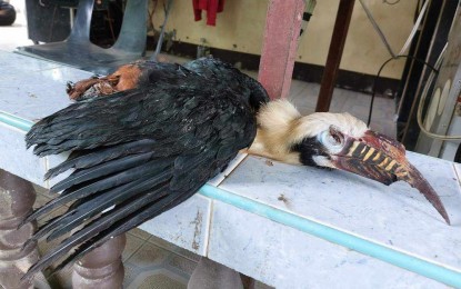 <p><strong>VICTIM.</strong> A severely wounded Visayan tarictic hornbill found in Barangay Tigbalua, Sibalom, Antique on Sunday (Sept. 1, 2024). The Office of the Provincial Environment and Natural Resources Officer on Monday (Sept. 2) urged the public to help protect and conserve the hornbills. <em>(Photo courtesy of Marry Joy Vego)</em></p>