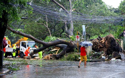 <p><strong>DISASTER RESPONSE</strong>. National and local government personnel remove an uprooted tree due to Tropical Storm Enteng at the corner of C.P. Garcia Avenue and Maginhawa Street in Diliman, Quezon City on Monday (Sept 2, 2024). The Department of Social Welfare and Development has assured that it has enough relief supplies for the affected residents. <em>(PNA photos by Robert Oswald P. Alfiler)</em></p>