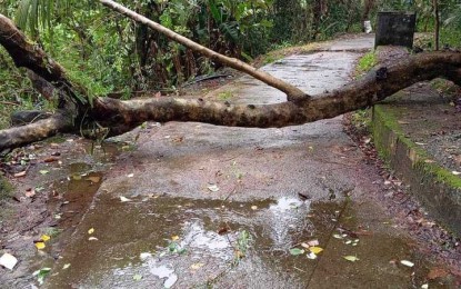 <p><strong>CLEARING OPERATION</strong>. An uprooted tree along Ditumabo Mother Falls Road in San Luis town, Aurora province during the onslaught of Tropical Storm Enteng. It was immediately cleared by the Municipal Disaster Risk Reduction Management Office on Monday (Sept. 2, 2024)<em>. (Photo courtesy of San Luis MDRRMO) </em></p>