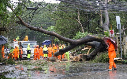 <p><strong>WASTE MANAGEMENT</strong>. National and local government personnel remove an uprooted tree due to Tropical Storm Enteng at the corner of C.P. Garcia Avenue and Maginhawa Street in Quezon City on Monday (Sept 2, 2024). President Ferdinand R. Marcos Jr. on Tuesday (Sept. 3) called on the local government units to ramp up their waste management efforts, once Severe Tropical Storm Enteng leaves the Philippine Area of Responsibility. <em>(PNA photo by Robert Oswald P. Alfiler)</em></p>