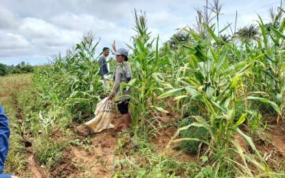 <p><strong>CROP YIELD.</strong> Corn farmers in Negros Oriental province have recovered from the fall armyworm infestation and are harvesting their produce in this undated photo. The Philippine Crop Insurance Corporation has already released PHP 17.9 million in indemnification to corn farmers whose fields were wiped out by the infestation. <em>(PNA file photo courtesy of DA-PATCO Negros Oriental)</em></p>