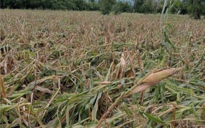 <p><strong>STORM DAMAGE</strong>. Damaged corn crops in Dinalungan town, Aurora province after the onslaught of Severe Tropical Storm Enteng on Wednesday (Sept. 4, 2024). The weather disturbance left over PHP44.51 million worth of total damage to agriculture.<em> (Photo courtesy of Dinalungan Police Station) </em></p>