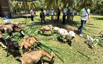 <p><strong>FARMING TECHNIQUE.</strong> Participants of the Agricultural Training Institute Northern Mindanao’s goat-coconut farming program observe a demonstration of the new cost-benefit technique in Kalilangan, Bukidnon on Friday (Sept. 6, 2024). Resource speakers helped the farmers explore coconut farming and goat raising as a sustainable livelihood.<em> (Photo courtesy of Noriel Kris Santillan/ATI-10)</em></p>