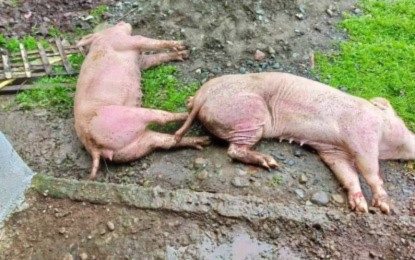 <p>African swine fever-affected hogs. <em>(PNA file photo)</em></p>