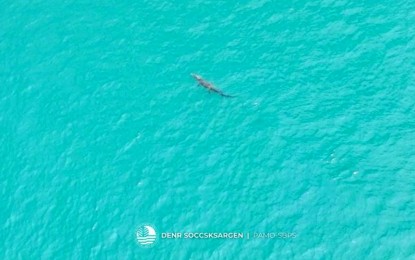 <p><strong>CROC IN BAY.</strong> A saltwater crocodile is spotted Wednesday (Sept. 11, 2024) in Sarangani Bay by environment workers and fishermen using a drone camera. DENR-12 is investigating whether it is the same crocodile sighted on the coast of Buayan, General Santos City, on Aug. 27 and Sept. 1. <em>(Photo courtesy of DENR-12)</em></p>