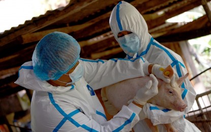 <p><strong>SO FAR, SO GOOD.</strong> The inaugural vaccination of healthy pigs against African swine fever was conducted in Lobo, Batangas on Aug. 30, 2024. Majority of the pigs inoculated are still alive and healthy, according to Department of Agriculture Assistant Secretary and spokesperson Arnel De Mesa during the Saturday News Forum in Quezon City on Sept. 14. <em>(DA photo)</em></p>