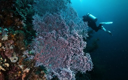 <p><strong>VISAYAS TOUR.</strong> A diving site in Sogod, Southern Leyte, one of the areas included in the proposed "One Visayas" tour. The Department of Tourism is confident of attracting more tourists in Eastern Visayas through the launching of tour programs that will link islands in the Visayas. <em>(Photo courtesy of Marlon Managa)</em></p>