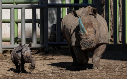 1st in 50 years: Endangered one-horned rhino born in Japan   