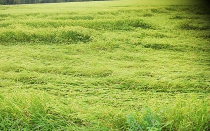 <p><strong>DAMAGE.</strong> Inclement weather causes losses to a palay farm in San Jose de Buenavista, Antique. Dr. Gina Jordan, acting chief of the Antique Office of the Provincial Agriculturist, said in an interview Tuesday (Sept. 17, 2024) that the province incurred PHP38.7 million in damage to agriculture and fishery. <em>(PNA photo by Annabel Consuelo J. Petinglay)</em></p>