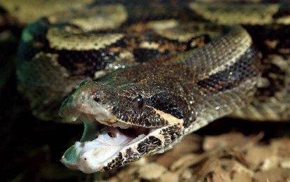 1 person dies from snakebite every 4-6 minutes, says WHO